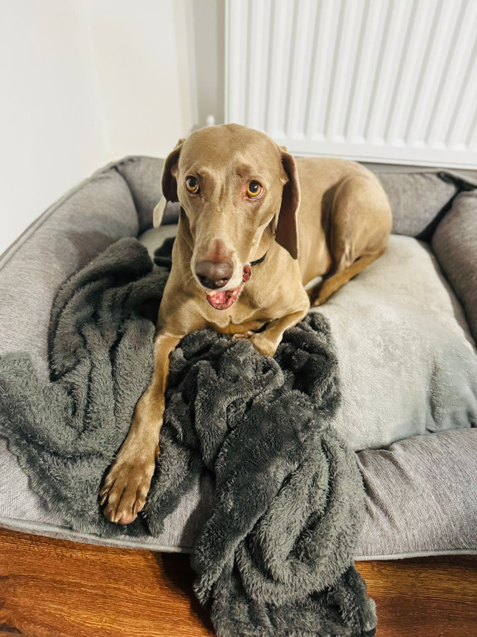 A happy Pet Care Family UK guest