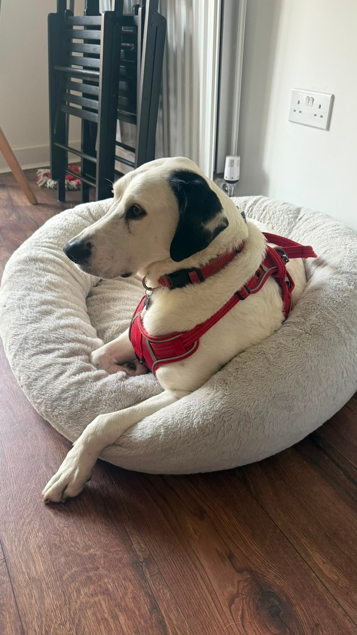 A happy Pet Care Family UK guest
